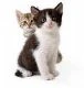 PetsLife - Ultrafine Colloidal PURE SILVER (Ag/PL4) 100ml. $24.50 for Dogs, Birds, Fish, Amphibians